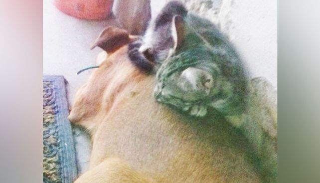 El gato a veces se acuesta arriba de la perra