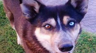 Santa Fe: un hombre irá a juicio por matar a un perro callejero