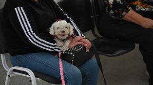 Hospital Animal de Rosario: desde su inauguración atiende a unas cien mascotas por día