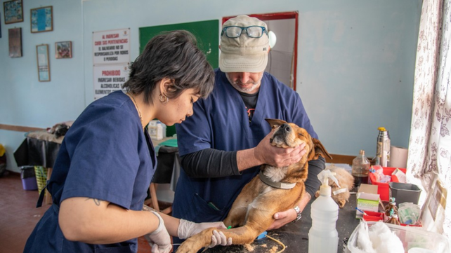 La campaña está destinada a perros y gatos