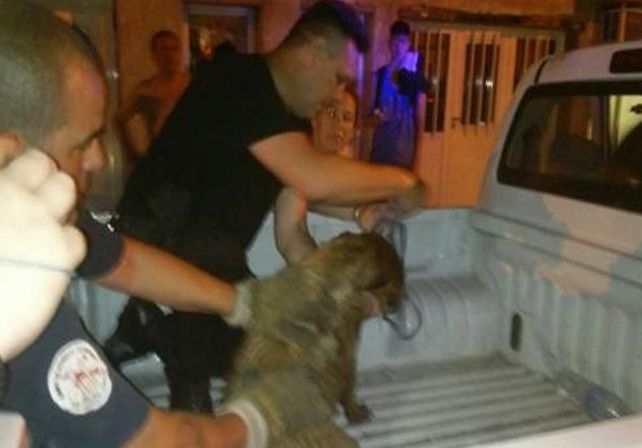 Un policía le salvó la vida a un perro con respiración boca a boca