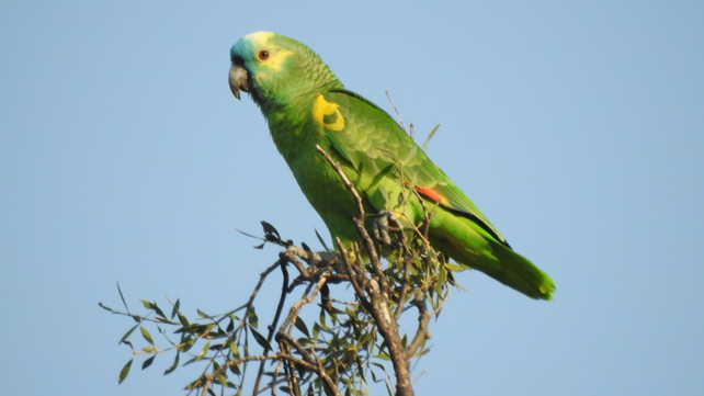 Santa Fe tiene un programa de conservación específico para el loro hablador.