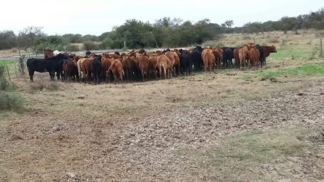 Rodeo. Los policías contabilizaron 77 vacunos recuperados.&nbsp;