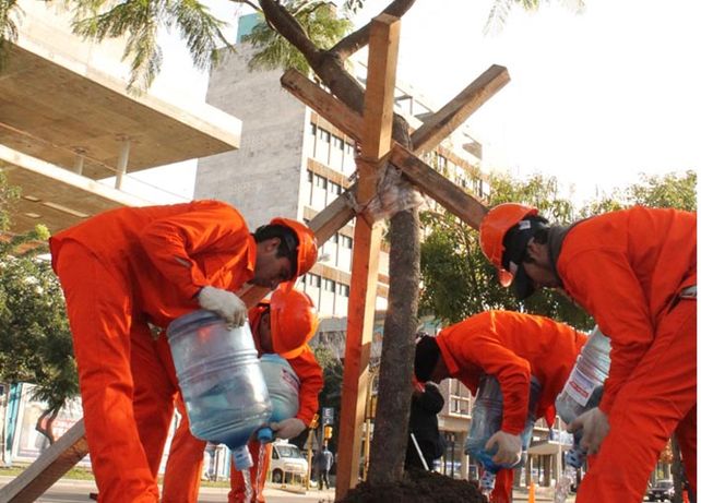 Comenzó la preservación de árboles del Parque Alberdi