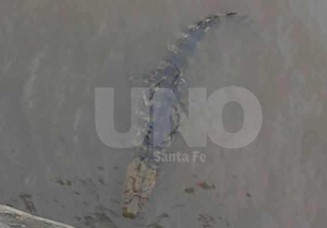Encontraron un yacaré en el Puerto de Santa Fe