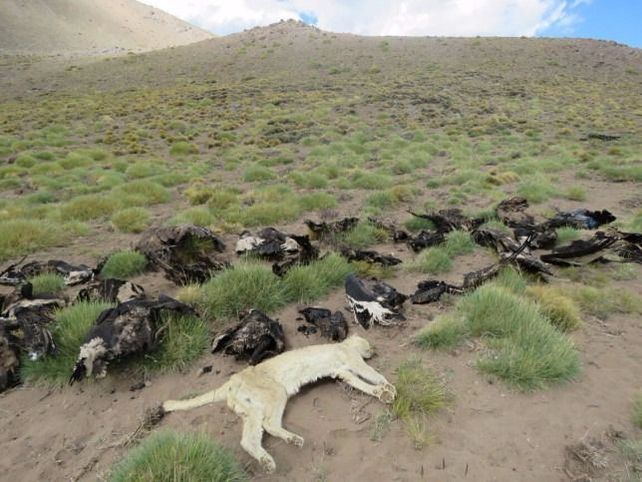 Sigue la investigación por el envenenamiento de cóndores en Mendoza