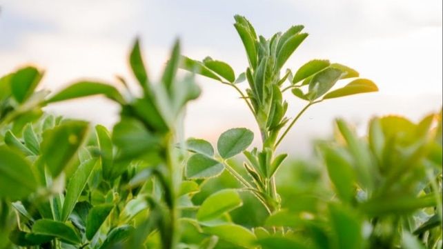 Alfalfa 2022: la reina de las forrajeras se prepara para salir a escena