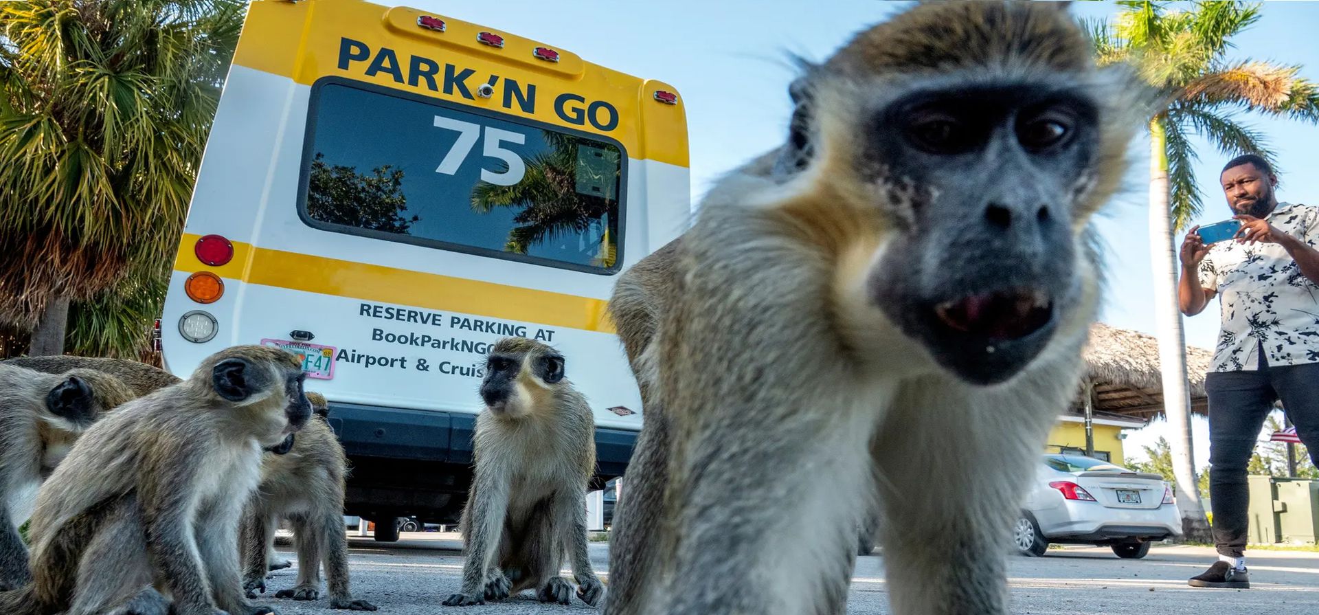 Monos Vervet deambulan libremente cerca del aeropuerto internacional de Fort Lauderdale-Hollywood. Más de 40 descendientes de vervets que escaparon de una instalación de cría ahora cerrada viven en el área. Florida, Estados Unidos. Florida. Fotografía: Cristóbal Herrera/EPA