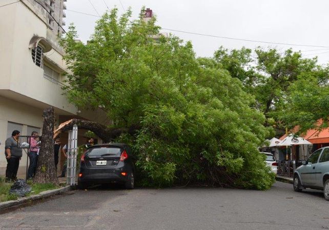 Cayó un árbol de gran porte sobre un auto en Bulevar y Mitre. Mirá las fotos