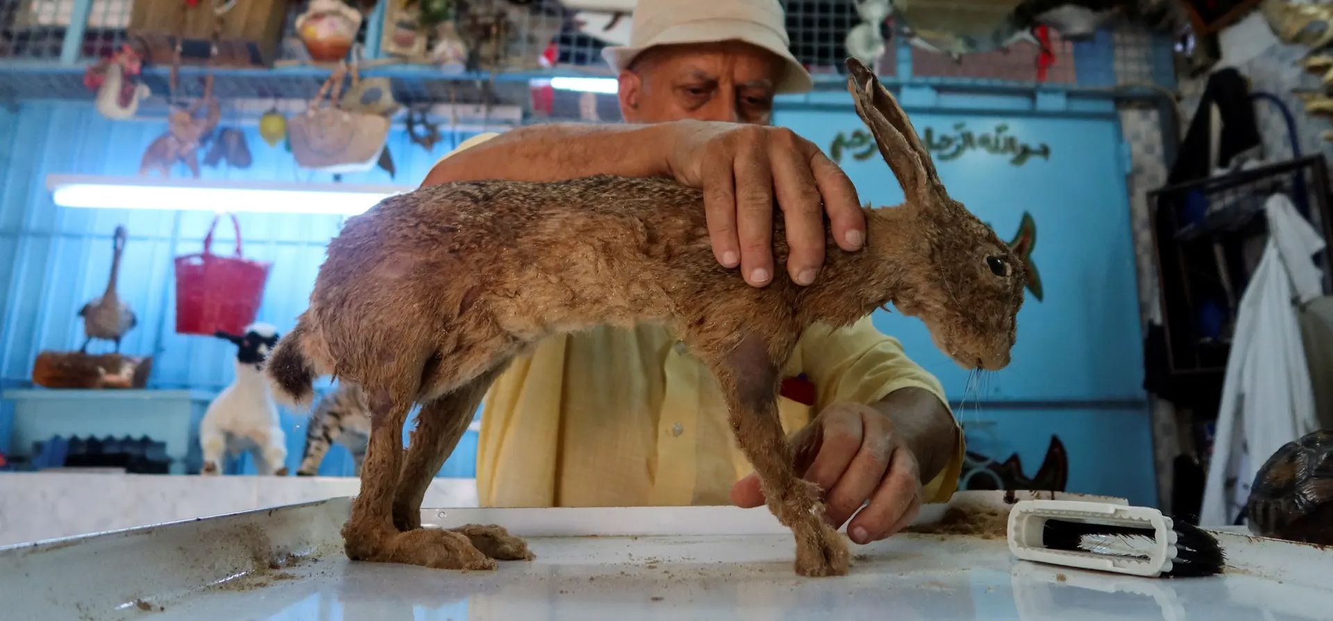 Rades, Túnez. El taxidermista Abdessalem Trabelsi trabaja en su taller. Fotografía: Jihed Abidellaoui/Reuters Rades, Túnez. El taxidermista Abdessalem Trabelsi trabaja en su taller. Fotografía: Jihed Abidellaoui/Reuters