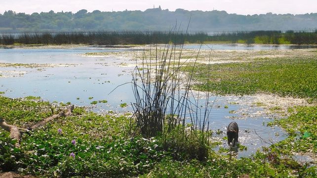 Quemas: tras la emergencia ambiental del 2020