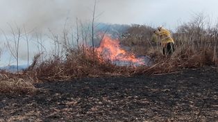 Brigadistas salvaron del fuego unas 20 viviendas en la zona del Delta