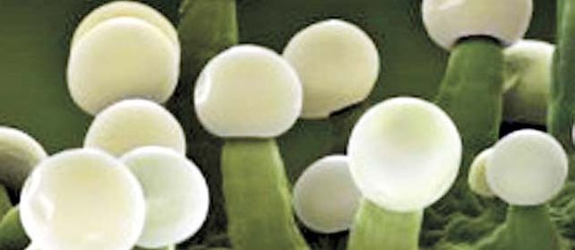 Estas vellosidades microscópicas de las flores