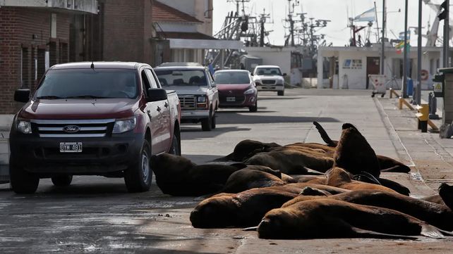 Los lobos marinos coparon las calles de Mar del Plata en cuarentena