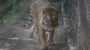 El tigre Prince llegó a Rosario hace poco más de dos años al refugio MundoAparte, de Sorrento al 1500.
