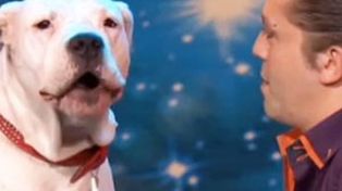 Un perro que canta la canción de El Guardaespaldas bate récord de visitas en Youtube