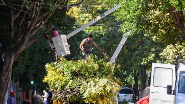 Municipales realizarán extracciones sobre diversos árboles en el centro y macrocentro.