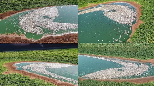 Revelan que hay miles de peces muertos en el río Paraná