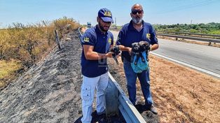 Los tres cachorros rescatados por la División Delitos Ambientales de la AIC estaban cerca de una línea de incendio