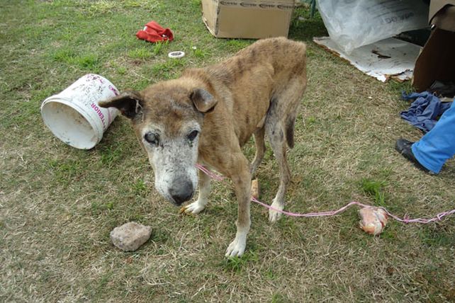 Proponen ley para multar y encarcelar a maltratadores de animales