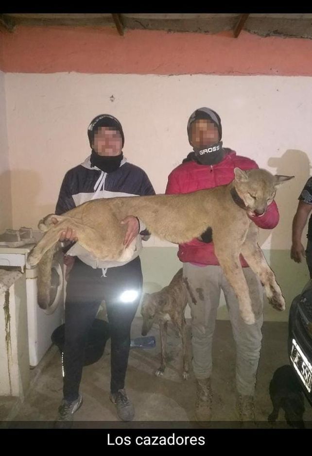 Sastre: mató a un puma, lo mostró en las redes y terminó imputado por la Justicia
