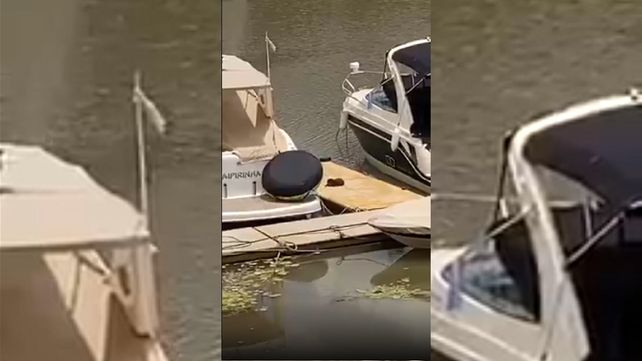 Simpático habitante del río apareció en el Club Náutico