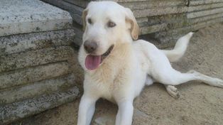 Por primera vez, condenaron a un hombre por maltrato animal en Santa Fe