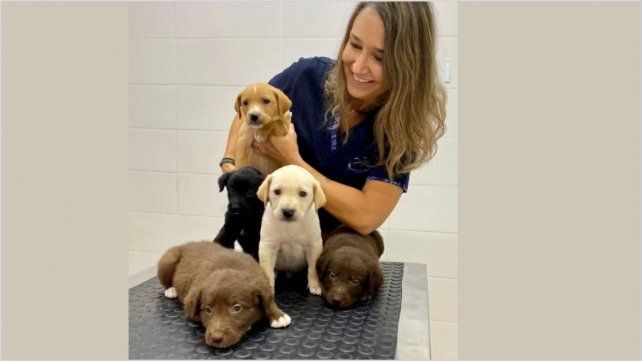 Guía de comportamiento en perros: Hay que prevenir para no lamentar accidentes