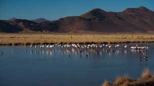 Si el proyecto de modificación de la ley de glaciares avanza, los humedales altoandinos, correrían un serio riesgo.