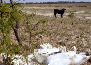 La semana próxima se ampliaría la zona de la emergencia agropecuaria en Santa Fe