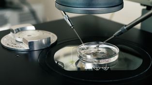 La Justicia autorizó a usar semen de un muerto para un proceso de fecundación in vitro