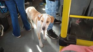 Las mascotas son inusuales en el transporte público