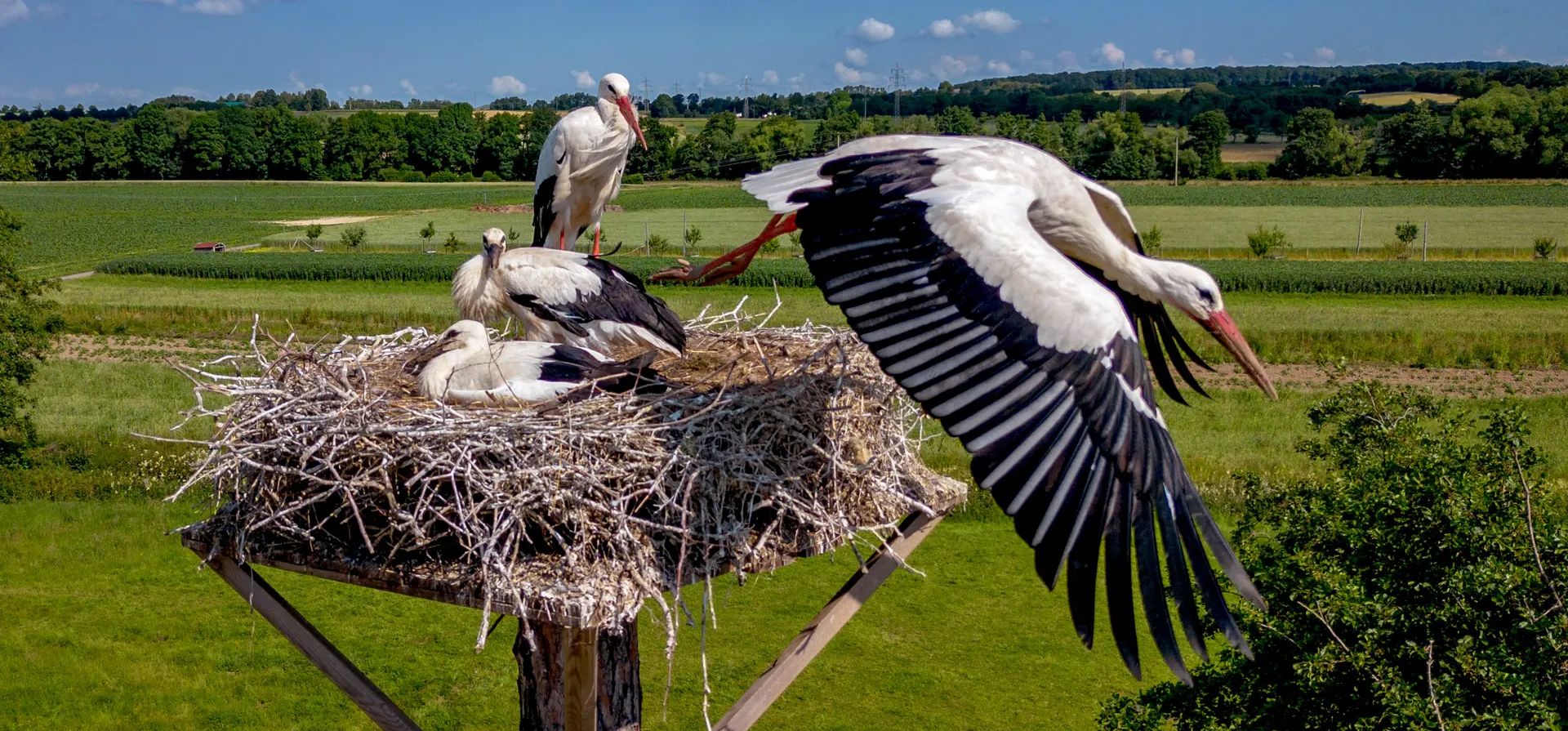 Una cigüeña abandona su nido en las afueras de Wehrheim, cerca de Fráncfort, Wehrheim, Alemania. Fotografía: Michael Probst/AP Una cigüeña abandona su nido en las afueras de Wehrheim, cerca de Fráncfort, Wehrheim, Alemania. Fotografía: Michael Probst/AP