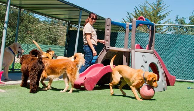 Espacios adecuados para perros y gatos