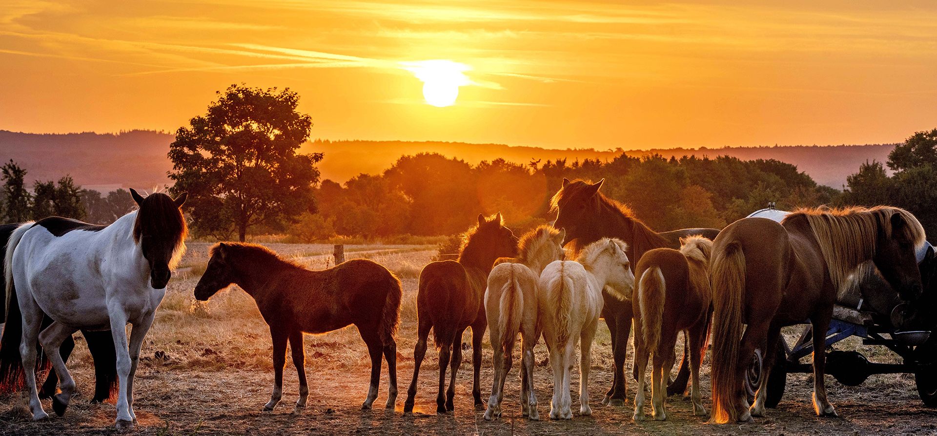Caballos islandeses y sus madres se paran en un prado seco en una yeguada en Wehrheim, cerca de Fráncfort, Alemania, el martes 24 de agosto de 2022.