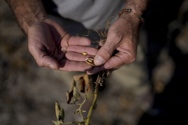 Pérdidas. Un productor en Pergamino muestra los efectos de la sequía sobre su cultivo de soja.