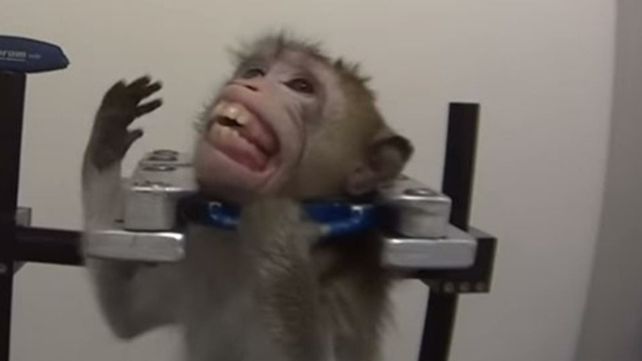 Maltrato animal. Un mono vive encerrado y sujeto del cuello.