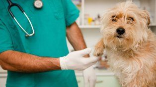 Hoy en Argentina es el Día del Veterinario y del Ingeniero Agrónomo