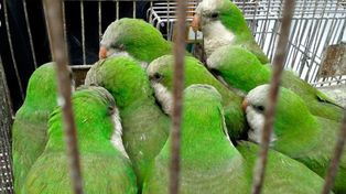 La psitacosis es una enfermedad transmitidas por las aves, como los loros. &nbsp;