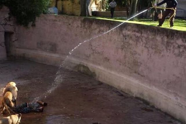 Un hombre en estado crítico tras caer al foso de los leones