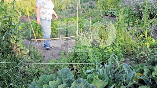Huertas orgánicas: un modo de vida y un medio de subsistencia