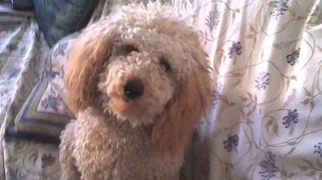 El día que un caniche cayó de un piso 13 y ocasionó tres muertes: la cronología de los hechos