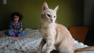 Animales, personas y ambiente: Es hora de pensarlos como una misma salud