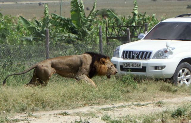 El león ingresó a un pueblo a 40 kilómetros de Nairobi y sembróel pánico.