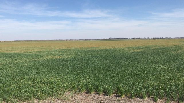 Seco. En regiones del sur de Santa Fe evalúan destinar a secado unas 500 mil hectáreas de trigo por las pérdidas.
