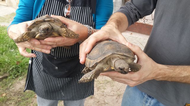 Trasladaron 49 tortugas de tierra a la Granja La Esmeralda