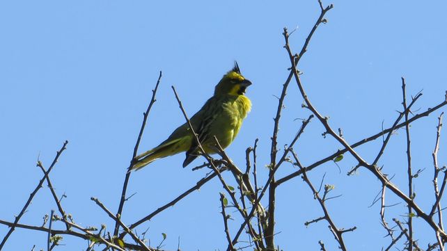 La emocionante liberación de animales en una reserva del norte provincial (VIDEOS)