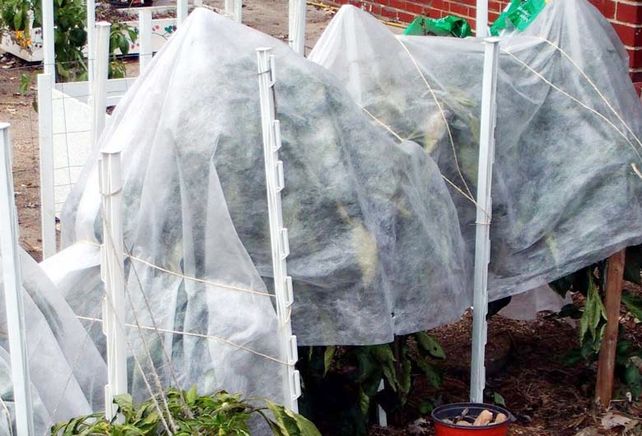 Cuidar las plantas del frío