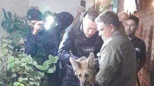 El ejemplar hembra de aguará guazú está en buenas condiciones. Será evaluado por especialistas y luego liberado en su hábitat natural. (Foto: Radio Amanecer)