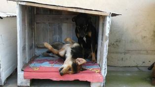 Construyeron 350 cuchas para los animales en situación de calle